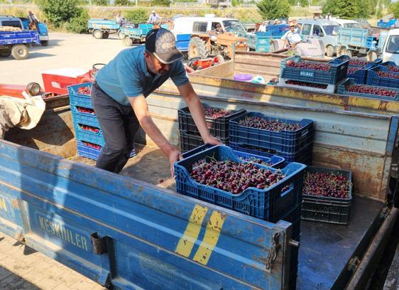 Napolyon kirazında fiyat geriledi