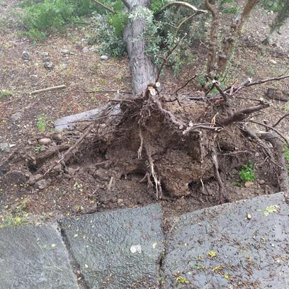 Osmaniye’de sağanak ve fırtına; ağaçlar devrildi