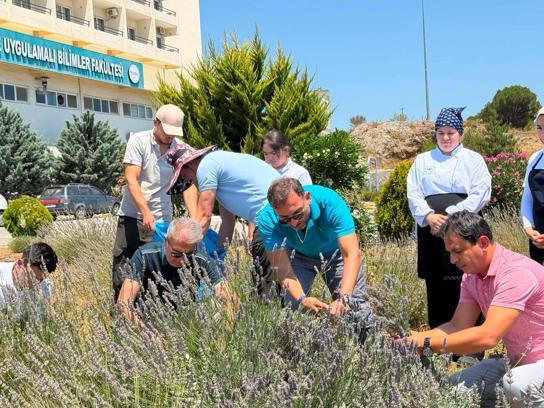 Burhaniye'de lavanta kokulu okulda hasat heyecanı