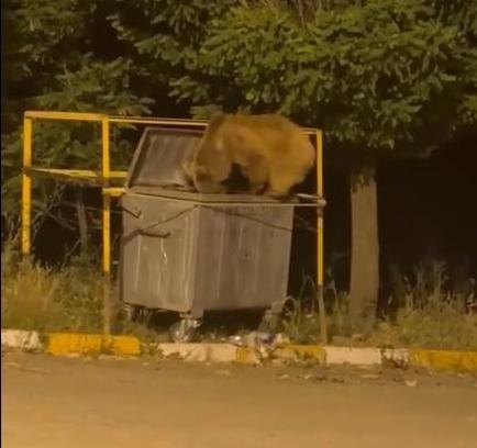 Yiyecek arayan ayı ve yavrusu görüntülendi