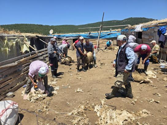 Manisa'da asırlık 'koyun kırkım imecesi' geleneği yaşatıldı