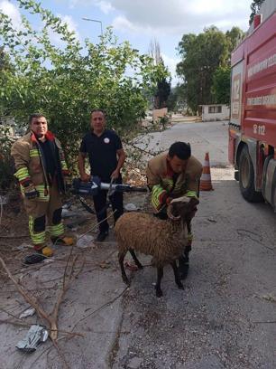 Dikenli tellere takılan koyunu itfaiye kurtardı