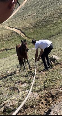 Yılkı atları için kurulan tuzaklar imha edildi