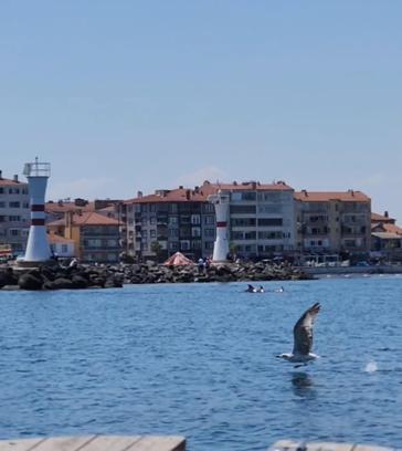 Tekirdağ açıklarında yunuslar görüntülendi