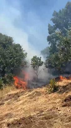 Anız yangını, ormana sıçramadan söndürüldü