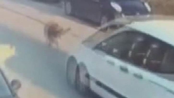 Silivri'de aracıyla sokak köpeğine çarpıp ölümüne neden olan sürücü tutuklandı