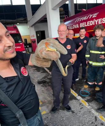 Yalova'ya feribotla gelen otomobilde yılan çıktı; o anlar kamerada