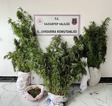 Kenevir yetiştiren şüpheli yakalandı