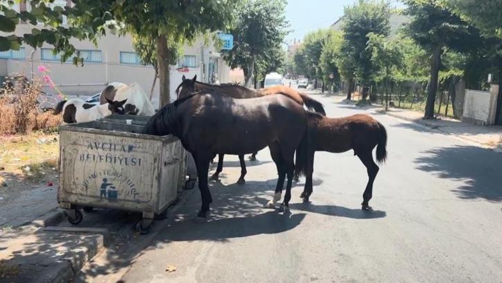 Avcılar'da başıboş atlar tehlikeye davetiye çıkarıyor