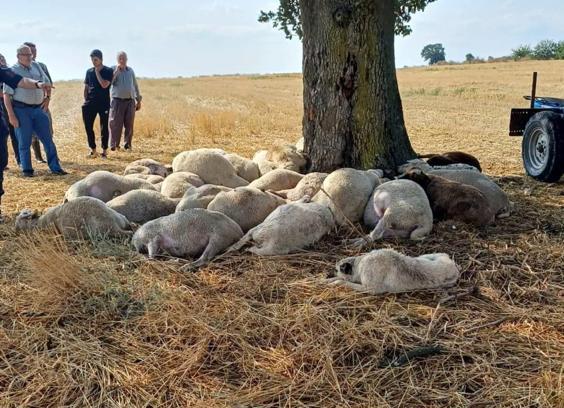 Edirne’de yıldırım düşen ağacın altındaki 30 koyun öldü