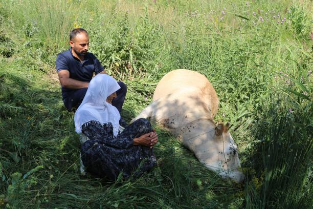 Uçuruma düşen inekleri ölen 7 çocuklu aileye, 2 inek ve 2 buzağı hibe edildi