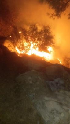 Muğla’da orman yangını