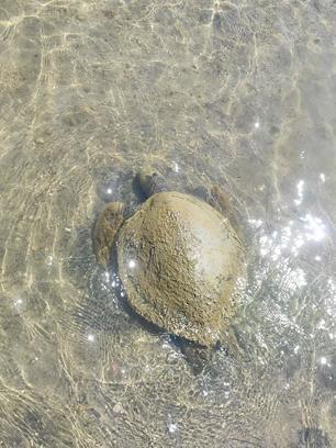 Ayvalık'ta sahilde ölü caretta caretta bulundu