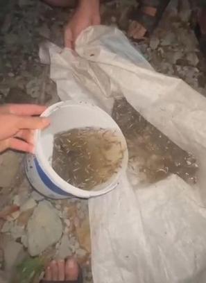 Kurumak üzere olan deredeki balıkları kurtardı