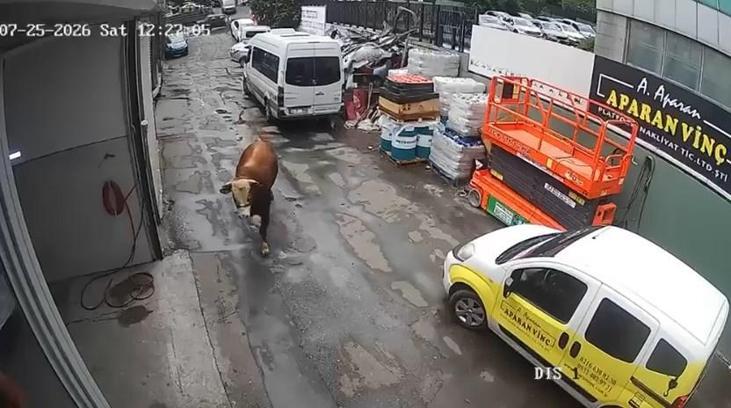 Ümraniye’de kaçan boğa sanayi sitesinde dükkana girdi, çalışanlar panikle kaçtı