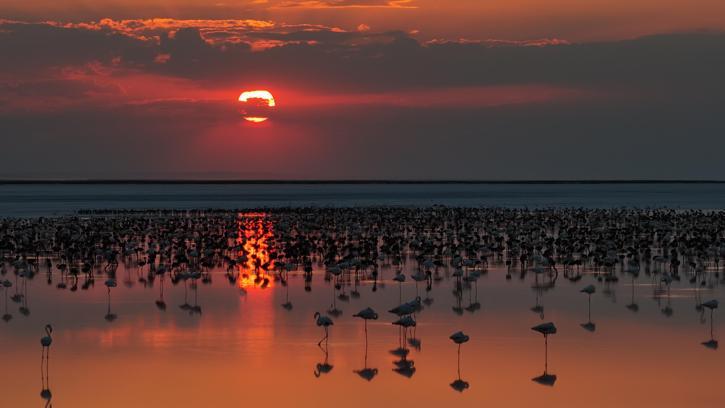 Son 5 yılın en yüksek yavru flamingo sayısına ulaşılan Tuz Gölü’nde eşsiz görüntüler