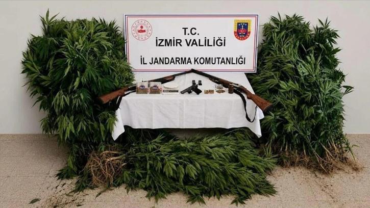 İzmir'de ormanda kenevir yetiştiren şüpheli tutuklandı