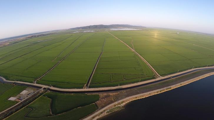Edirne’de yeşile bürünen çeltik tarlaları havadan görüntülendi