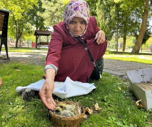 Apartman boşluğunda bulduğu 5 güvercin yavrusunu ekiplere teslim etti