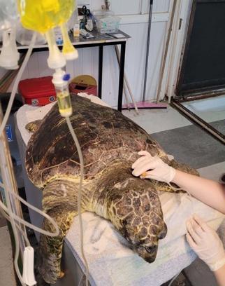 Kıyıya vuran caretta 'Enver' hayata tutundu