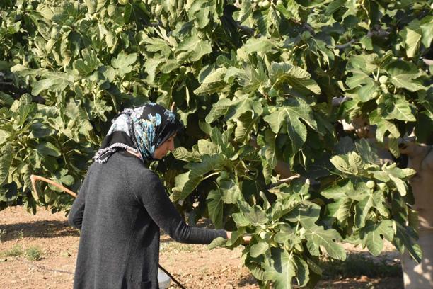 Bardacık inciri Torbalı'da toplanmaya başladı