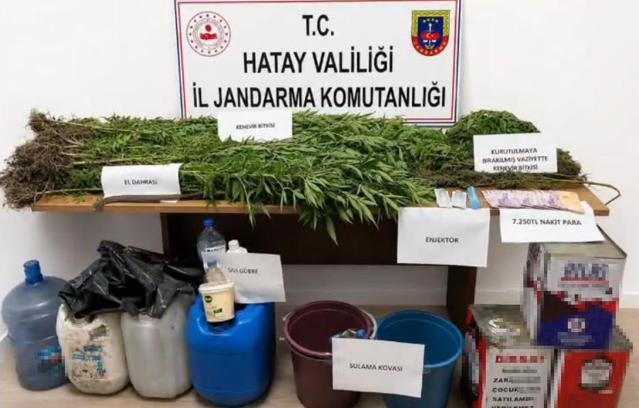 Dörtyol'da 144 kök Hint keneviri ele geçirildi, 1 kişi tutuklandı