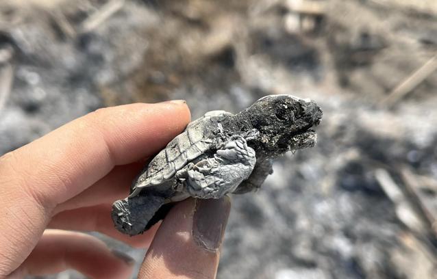 Kumsalda yakılan ateş, denize ulaşmaya çalışan yavru carettanın ölümüne neden oldu