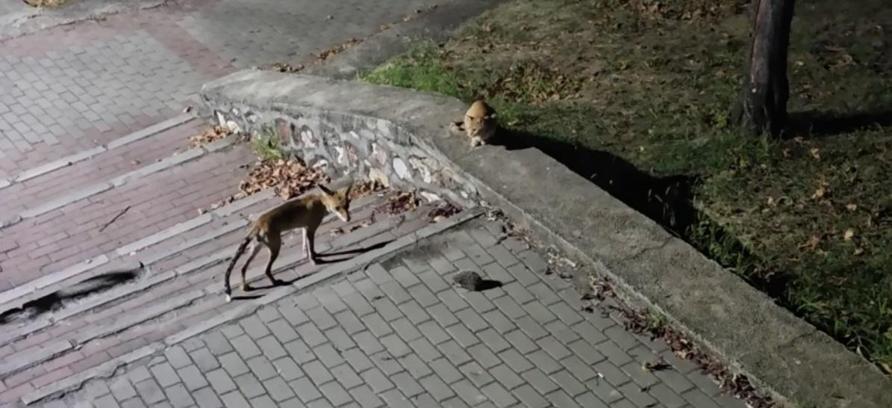 Parkta tilki, kedi ve kirpinin karşılaşması kamerada