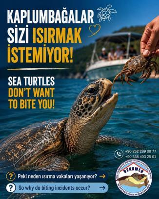 Prof. Dr. Kaska: Caretta carettaları beslemeyin, dokunmayın, fotoğraf için yaklaşmayın