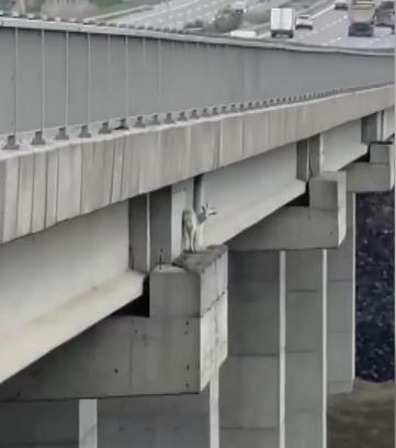 Kuzey Marmara Otoyolu’nda viyadükte keçiye kurtarma operasyonu