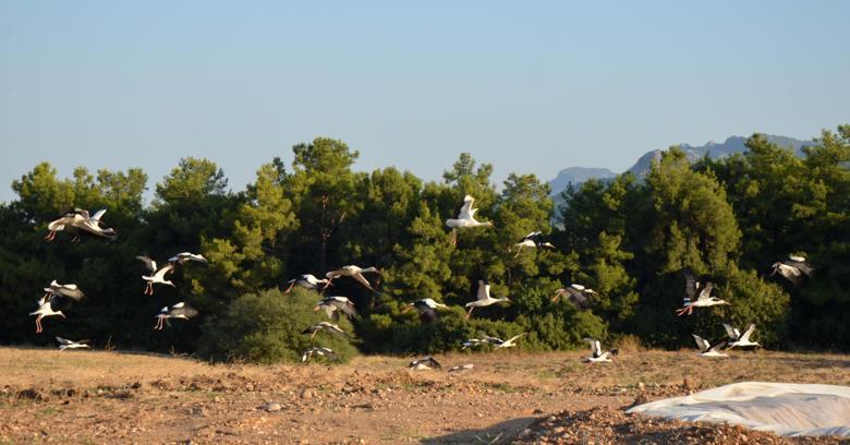 Göç yolculuğundaki leylekler tarlada mola verdi