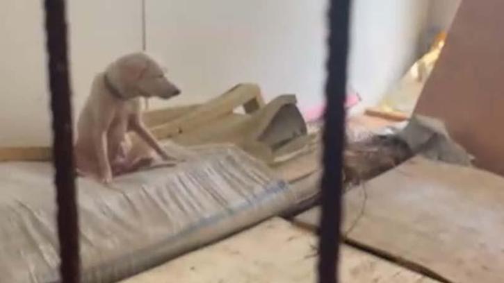 Pire istilasına neden olan hayvanların tutulduğu ortama ait görüntüler ortaya çıktı