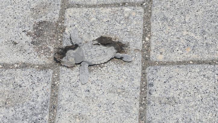 Yönlerini şaşıran yeşil deniz kaplumbağaları, araçların altında kalıp öldü