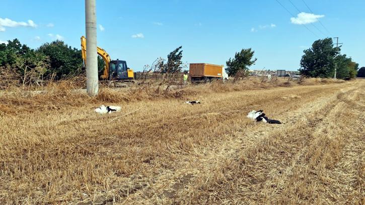 Tekirdağ’da 30 leylek akıma kapılarak öldü