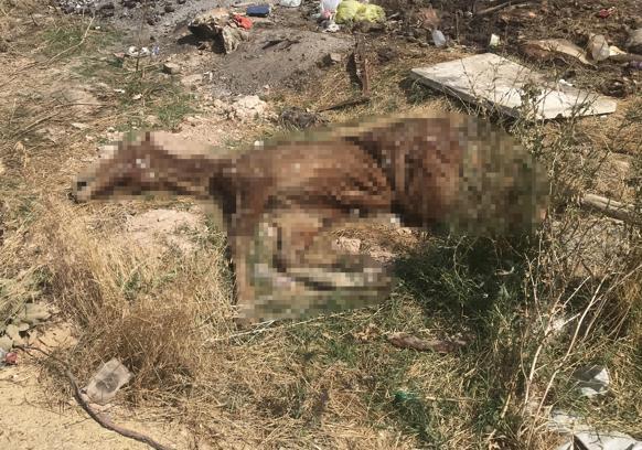 Bolvadin’de açık alandaki hayvan ölüleri tepki çekti