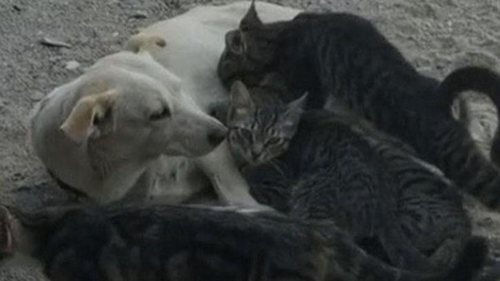 Köpek, kedi yavrularını emzirirken görüntülendi