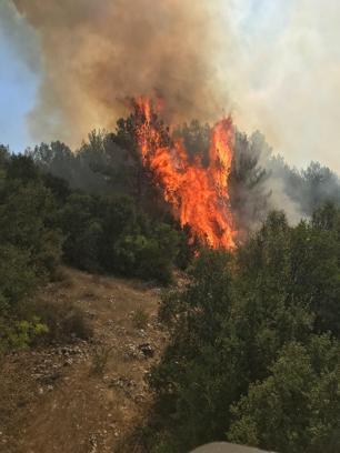 Muğla'da orman yangını