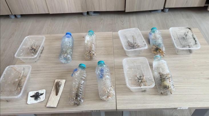Yabancıların canlı çekirge toplarken yakalanmasına, uzmandan ‘genetik çalışma’ uyarısı