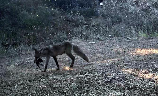 Ganos Dağı'nda yaban hayatı fotokapana yansıdı
