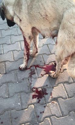 Köpeği yaralayıp, yavrusunu öldüren şüpheliye ev hapsi