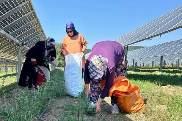 Samsun GES'te agrivoltaik tarımda hasat zamanı