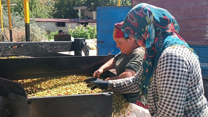 Antep fıstığında ‘kavlatma’ telaşı sürüyor