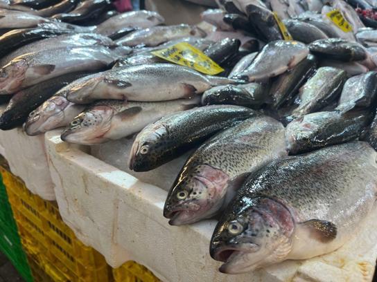 İzmir'de av sezonu başladı, balık tezgahlarında çeşitlilik arttı