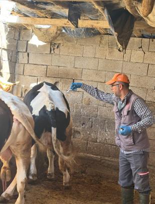 Bor’da şap aşısı seferberliği
