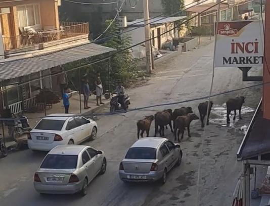 Hatay’da başıboş mandalar caddeye indi
