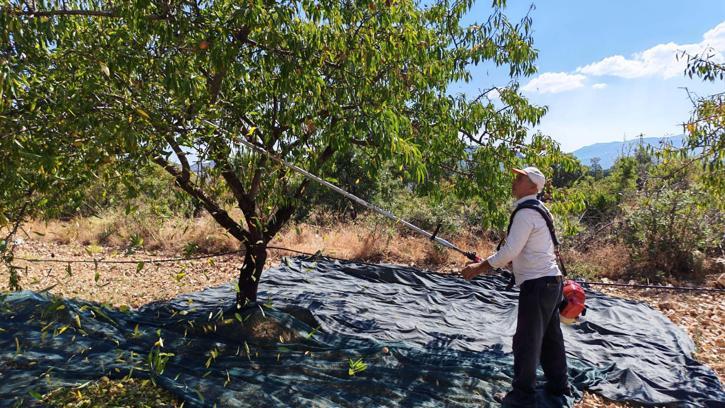 Manisa'da badem hasadı başladı; 625 ton rekolte bekleniyor