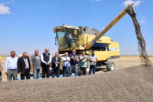 Aksaray’da çerezlik ayçiçeği hasadı başladı