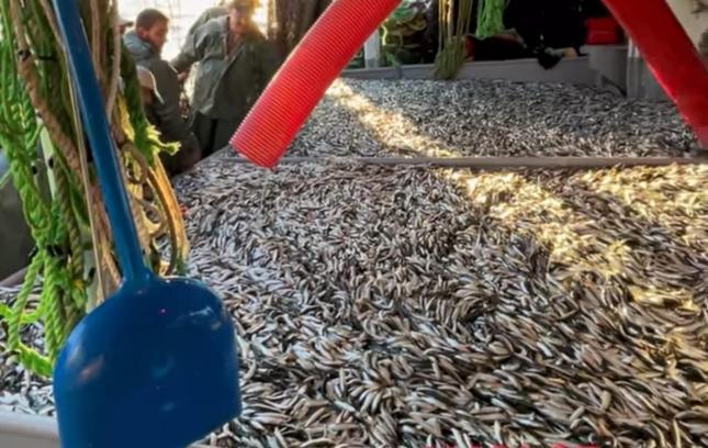Çanakkale’de balıkçılar 1500 kasa sardalya avladı