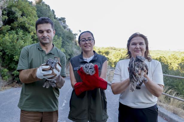 Rehabilitasyonu tamamlanan 3 alaca baykuş doğal yaşam alanına bırakıldı