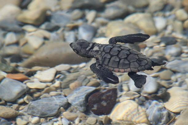 Kuşadası’nda son 2 günde 214 caretta caretta yavrusu daha denizle buluştu